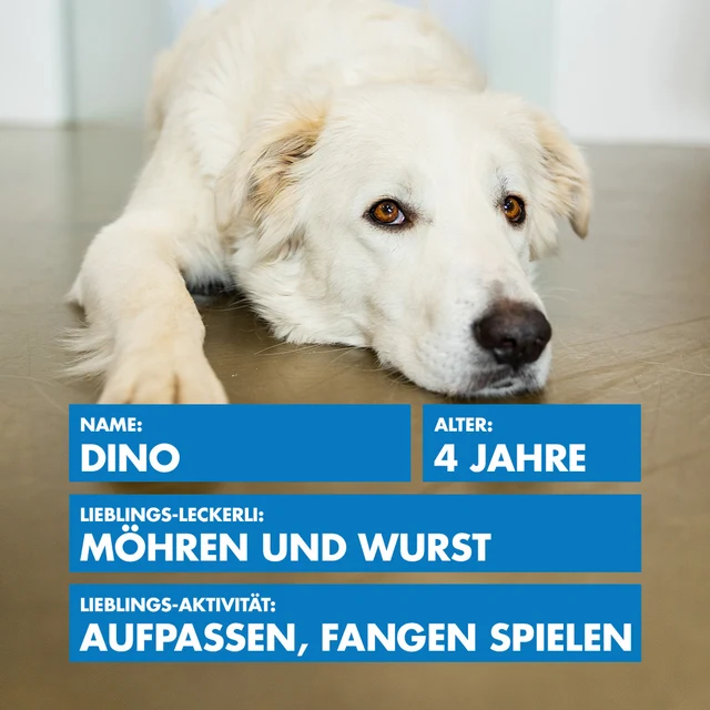 Bürohund Dino