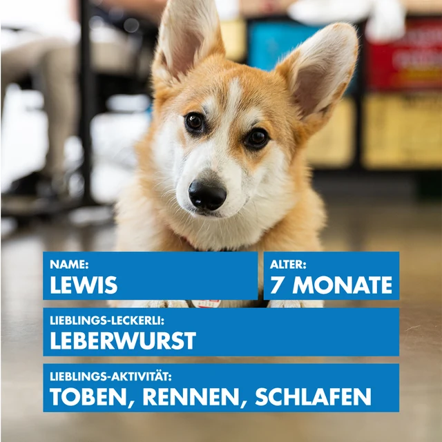 Bürohund Lewis