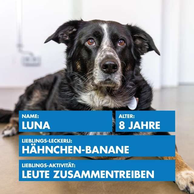 Bürohund Luna