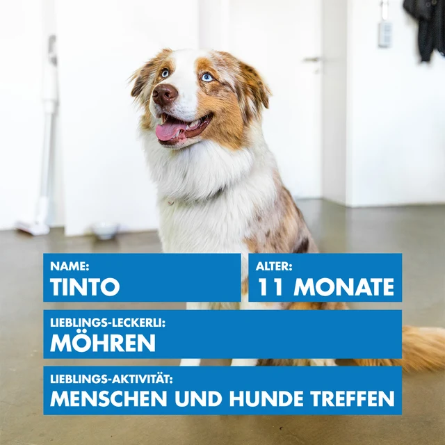Bürohund Tinto
